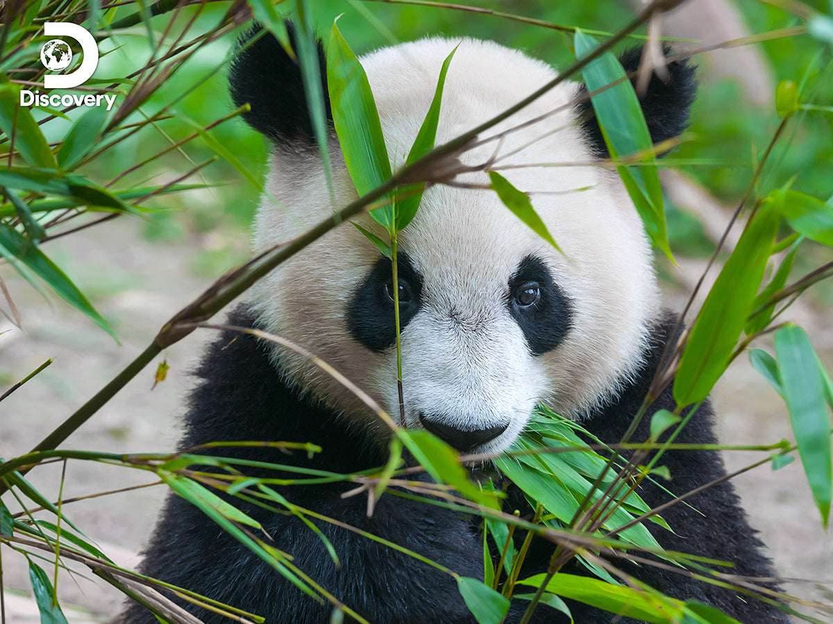 10071 | Discovery Giant Panda 500pc 24x18"