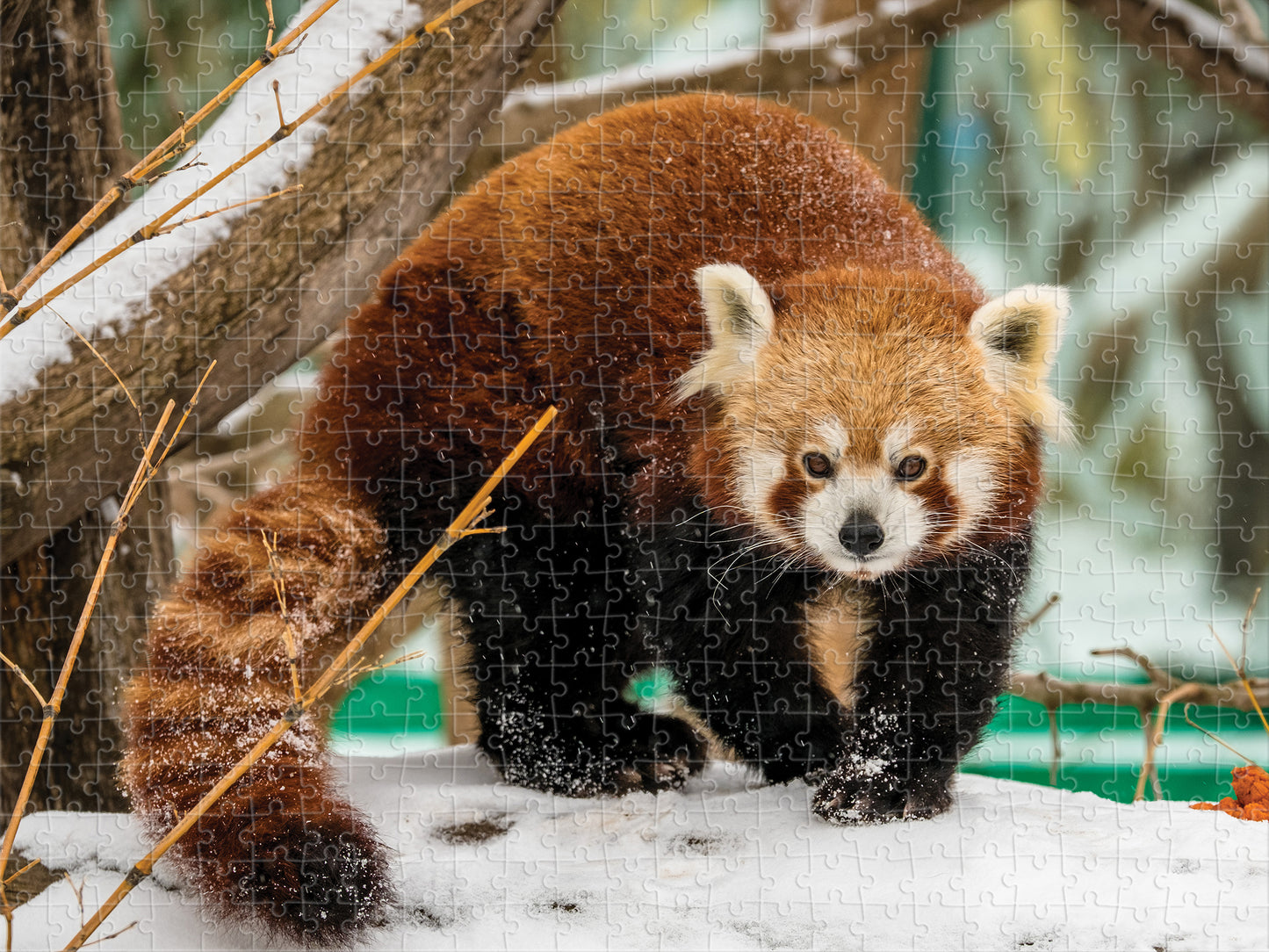 10479 Prime 3D Red Panda 500pc 24x18"