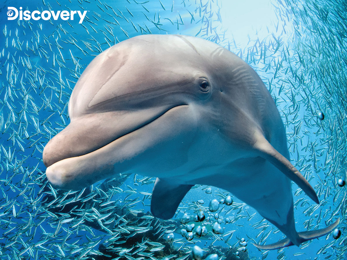 10648 | Discovery Dolphin 48pc 12x9"