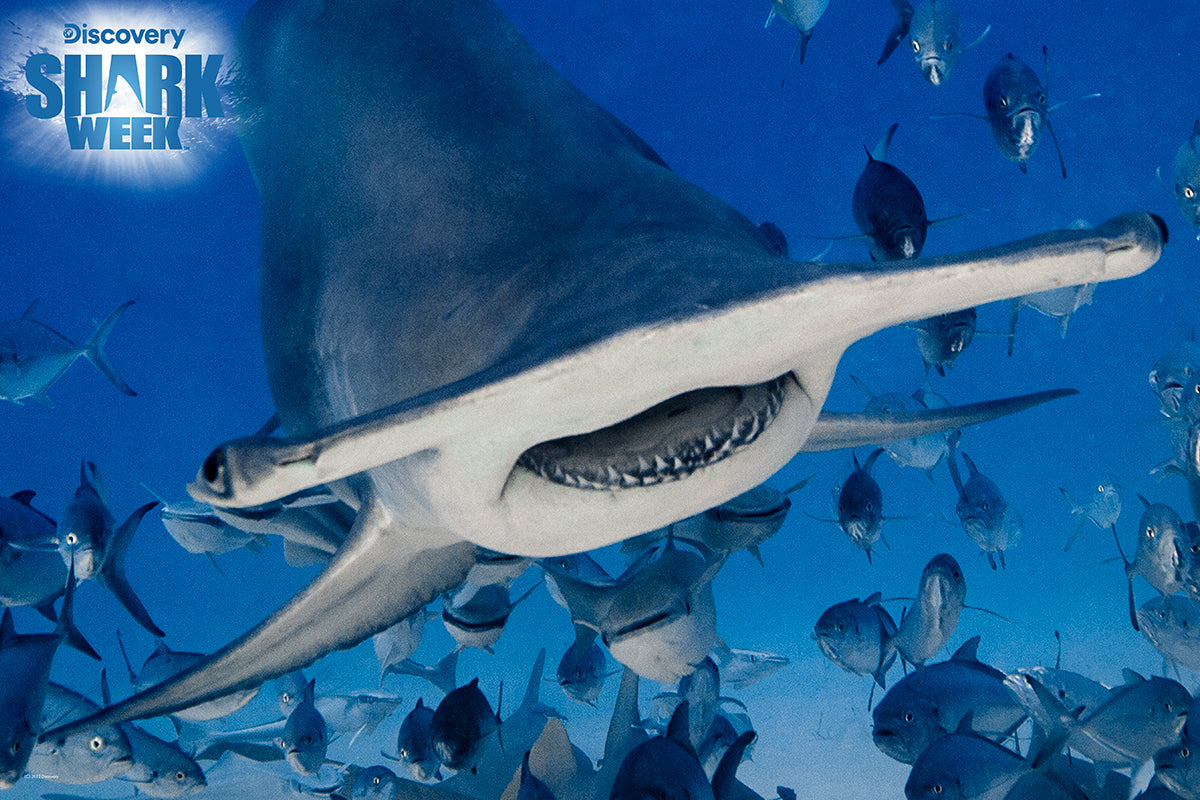 Hammerhead Shark 3D Jigsaw Puzzle – 150 Piece Ocean Puzzle | Prime3D | 18x12" | 1Di Canada