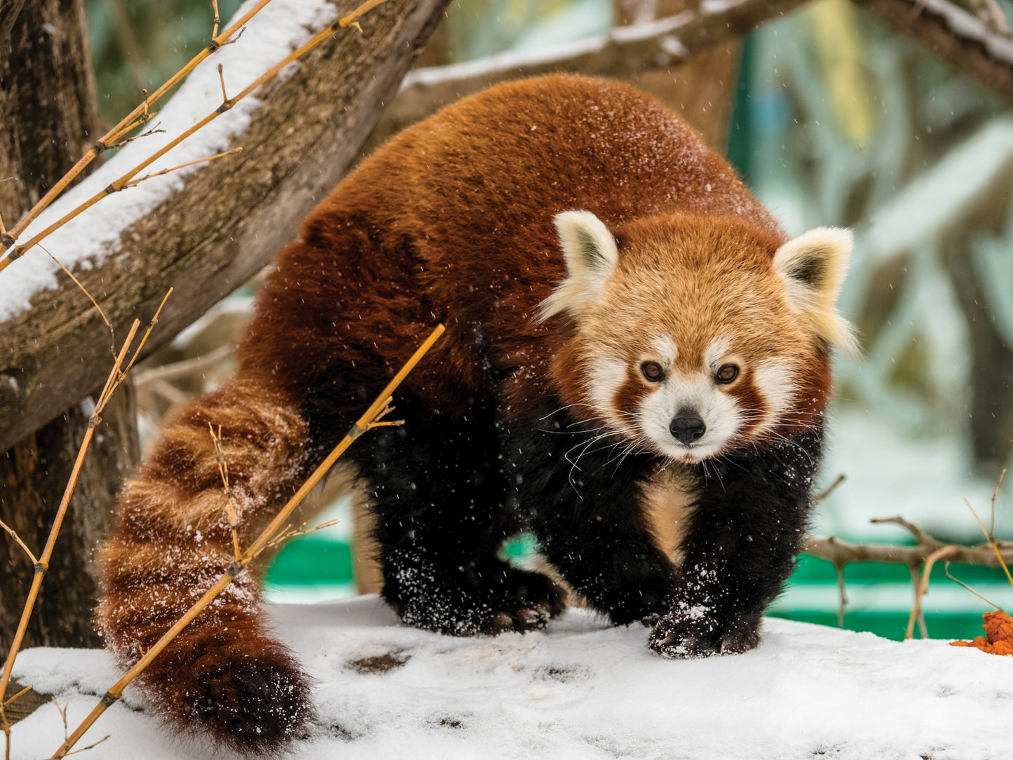 10479 Prime 3D Red Panda 500pc 24x18"