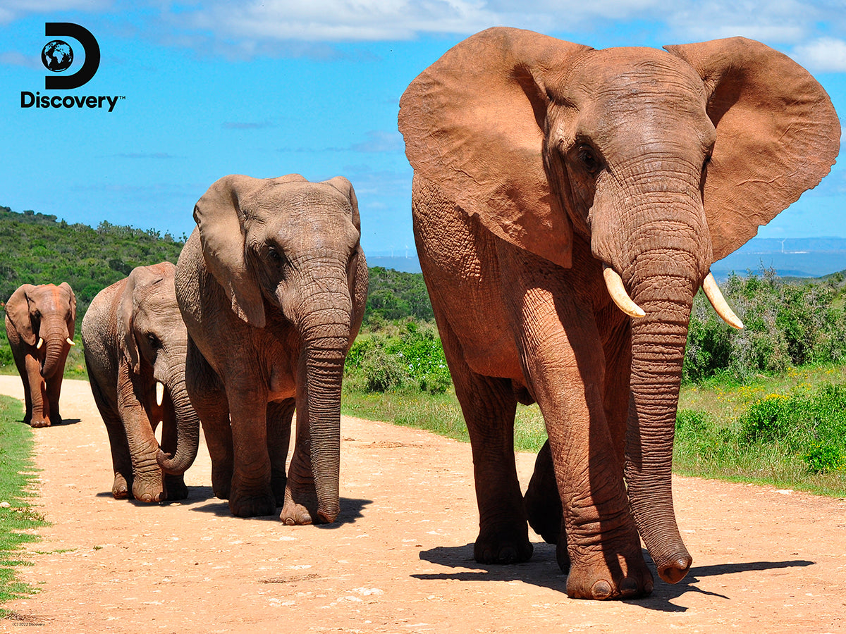 10052 Elephants Discovery 3D Jigsaw Puzzle 10052 500pc 24x18" Prime 3D Lenticular Jigsaw Puzzle 10052