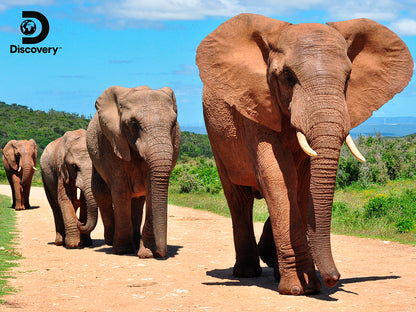10052 Elephants Discovery 3D Jigsaw Puzzle 10052 500pc 24x18" Prime 3D Lenticular Jigsaw Puzzle 10052