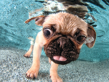 Underwater Dogs Iggy 500pc | Prime 3D Lenticular Jigsaw Puzzle | 24"x18" | 20010